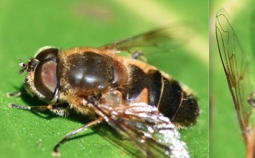 Réf. 280 575 : Eristalis similis